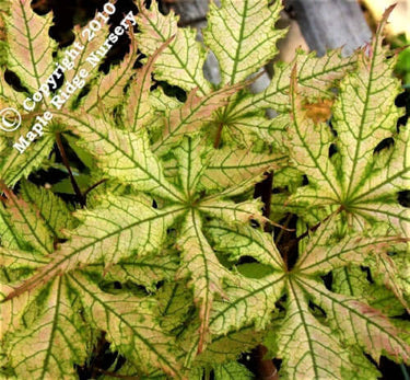 Acer palmatum 'Grandma's Ghost' - mapleridgenursery